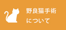 野良猫手術について